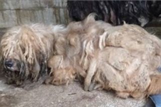 Pes měl chlupy zcuchané do dredů, další živořil na balkoně. Chovatelům je vzali