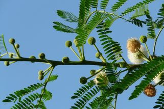 Akát ničí Česko. A nestačí ho jen pokácet, zjistila Akademie věd