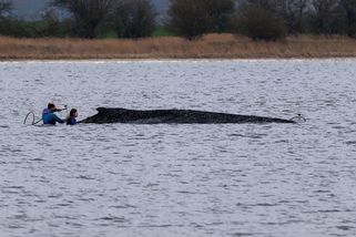 Velryba Timmy uvázlá u německých břehů „plakala“ celou noc - Novinky