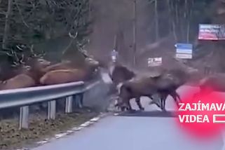 Mohutné stádo jelenů se valí přes silnici. Video z Jeseníků obletělo internet | Zajímavá videa