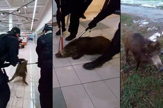 Divočák pobíhal po plzeňském obchoďáku, dostat ho ven byla fuška. Strážníci zveřejnili video - Novinky