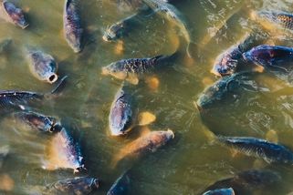 Další řetězec zakáže prodej živých kaprů. Po Lidlu a Bille letos kádě s rybami neuvidíte ani u Tesca