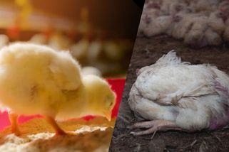 Kuřata se ani nepostaví na nohy. Obránci zvířat kritizují dvojí standardy - Seznam Zprávy