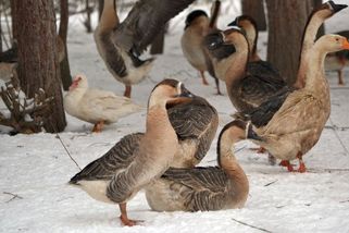 V chovu na Jindřichohradecku utratí veterináři kvůli ptačí chřipce 17 tisíc kachen - Novinky