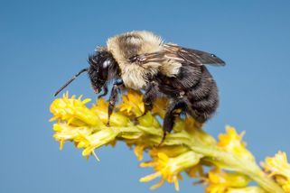 Čmeláci dokážou dýchat pod vodou