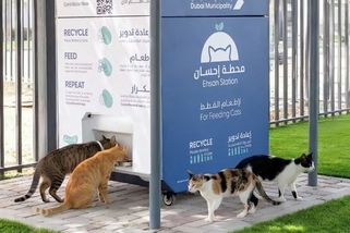 Tisíce psů a koček v ulicích. V Dubaji zůstali opuštění domácí mazlíčci - Novinky