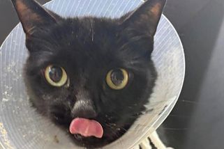 Kočku už vezli na uspání. Nález v jejím žaludku veterináře šokoval - Novinky