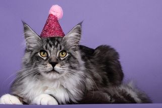 Kočičí plemena, která vás překvapí dlouhověkostí