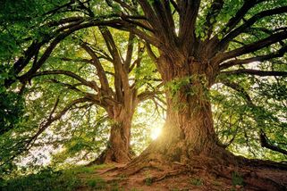 Prastarý dub má mít na svědomí smrt mnoha dětí. Prokletý strom z Altonu je spoután pevnými řetězy - Médium.cz