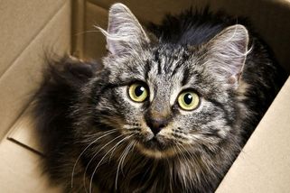 Když zachráníte/adoptujete kočku - Médium.cz