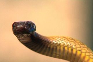 Nejjedovatější had na světě uštkl chovatele z Teplicka, ten bojuje o život - Novinky