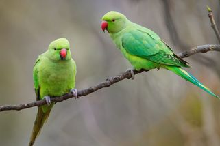 Kvůli změně klimatu se v Česku mohou zabydlet papoušci, říká ornitolog - Seznam Zprávy
