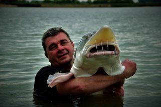 V Česku ulovili rybu z dob dinousaurů: souboj trval 2 hodiny | InRybar.cz