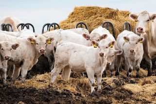 Babiš brojí proti týrání zvířat, stát ale plánuje u veterinární správy škrty - Seznam Zprávy