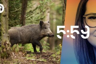 Slavnosti sněženek 2024: Policisté loví divočáky, myslivci skřípou zuby - Seznam Zprávy