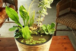 Návod na malé zahradní jezírko z obyčejného kyblíku | Vychytávky Ládi Hrušky