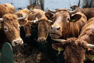 Masakrování stád zpolitizovalo sibiřské farmáře. Spálí i nás, tvrdí