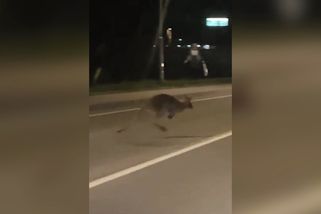 Klokan stopuje na silnici v Hlučíně, bavili se řidiči na sociální síti. Zvíře uteklo z ranče - Novinky