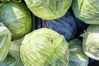 Zelí je nové avokádo. Proč po něm svět šílí?