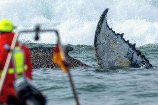 Fotky: Závod o záchranu keporkaka na německé pláži. Nářek je slyšet do dáli - Seznam Zprávy
