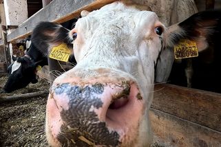 Obří družstvo se brání nájezdu miliardáře Tesaře, povolalo právní esa - Seznam Zprávy