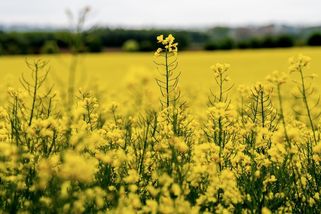 Zemědělci hledají „novou řepku“. Zlatá pole už tolik nevynášejí - Seznam Zprávy