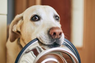 Pes domácí žil už před 16 000 lety, zjistili vědci - Seznam Zprávy