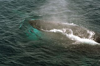 Uvázlá velryba Timmy srdceryvně plakala celou noc. Ukázala nám, jak ubližujeme oceánům - Médium.cz