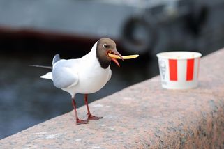 Zakroutil krkem rackovi, který chtěl sníst jeho dceři hranolky. Američan strávil ve vězení devět měsíců - Novinky