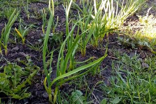 Velké palice česneku může mít každý, stačí hnojit nitrofosfátem či močovinou - Médium.cz