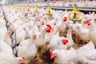 Komentář: Vodňanské kuře do škol? Ministr soběstačnosti opět zasahuje - Seznam Zprávy