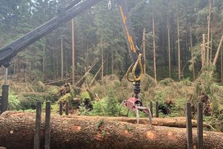 Ochránci přírody sčítají škody, bilance bouřek je hrozivá - Novinky