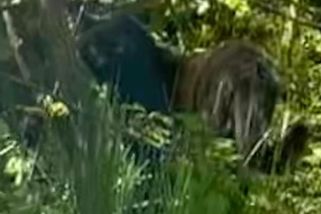 Žena na Litoměřicku zřejmě vyfotila v lese levharta - Novinky