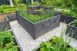 Americké záhony jako nový trend Čechů: Zahrádkáři zuří a mluví o „moru", jiní si je zamilovali