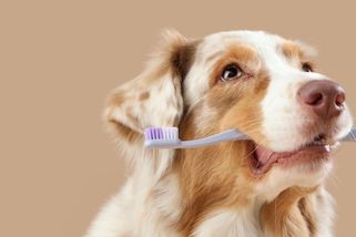 Někteří psi umí skvěle odposlouchávat své majitele a sami se učit nová slova - Novinky