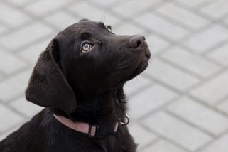 Írán rozšířil zákaz venčení psů do dalších měst - Seznam Zprávy