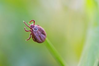 Encefalitida na vzestupu, očkování chrání jen 17 procent Čechů - Novinky