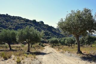 Africké olivy nám ničí byznys, stěžují si italští farmáři - Novinky