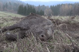 Odstřelené prase za milion. Nasazení elitních snajprů je plýtvání, zuří myslivci na Jablonecku
