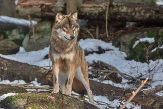 U Horního Dvořiště našli uhynulého vlka - Novinky