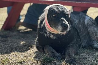 Poloslepá fenka se bojí vysavače, ale s nasazením života bránila slepice před medvědem - Novinky