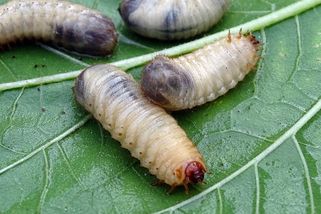 Salám a klobásy s larvami? Cvrččí prášek může zvýšit jejich výživovou hodnotu – faei.cz