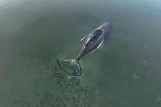 Uvázlá velryba Timmy čeká na smrt - Novinky