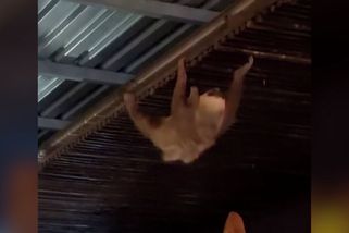 Lenochod se stal hvězdou kostarické restaurace