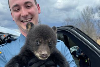 Američtí policisté chytali opuštěné medvídě, zatkli jej za roztomilost - Novinky