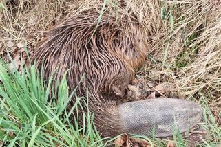 Bobr „stopoval“ u silnice, svezli ho zvířecí záchranáři - Novinky