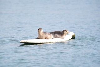 Tuleni na surfařském prkně okouzlili irské městečko. Hovoří se i o soše - Novinky