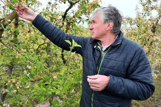 Katastrofa, jakou čeští ovocnáři nepamatují. Mnohde prý nesklidí ani jablko - Novinky