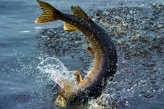 Gigantická štika českého rybáře. Měrná deska dlouhá 130 cm skoro nestačila