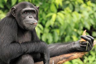 Bratrovražedný boj v pralese: Vědci popsali rozpad velké šimpanzí komunity